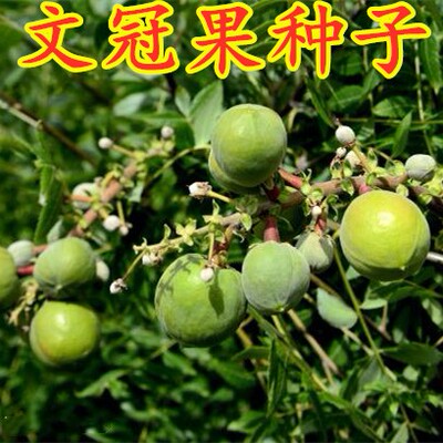 新采种子文冠果四季可种