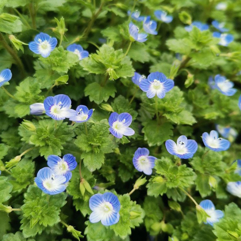 阿拉伯婆婆纳种籽花种子路边小蓝花河边二年生籽种子平卧新手播种