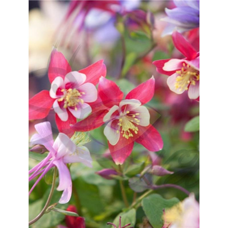 GC45多年生宿根耧斗菜花种