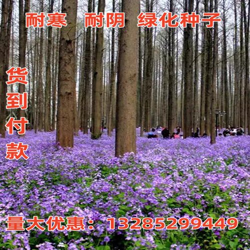 二月兰花种子四季阳台多年生室外庭院宿根诸葛菜种子耐阴耐寒花籽