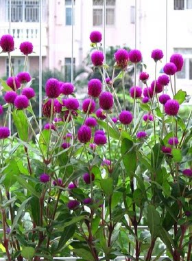 千日红种子紫春播观花百火