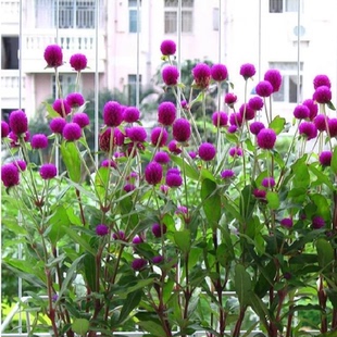 千日红种子千日紫春播观花种子百日红火球花易活花籽 种子