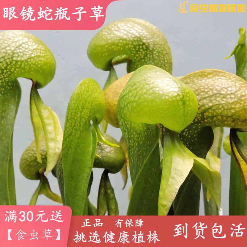 眼镜蛇瓶子草【食虫植物食虫草驱蚊草捕蚊草捕蝇草吃虫包邮盆栽】