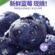 云南蓝莓鲜果优质商品果优瑞卡一颗蓝莓莓孕妇水果一件发顺丰 包邮