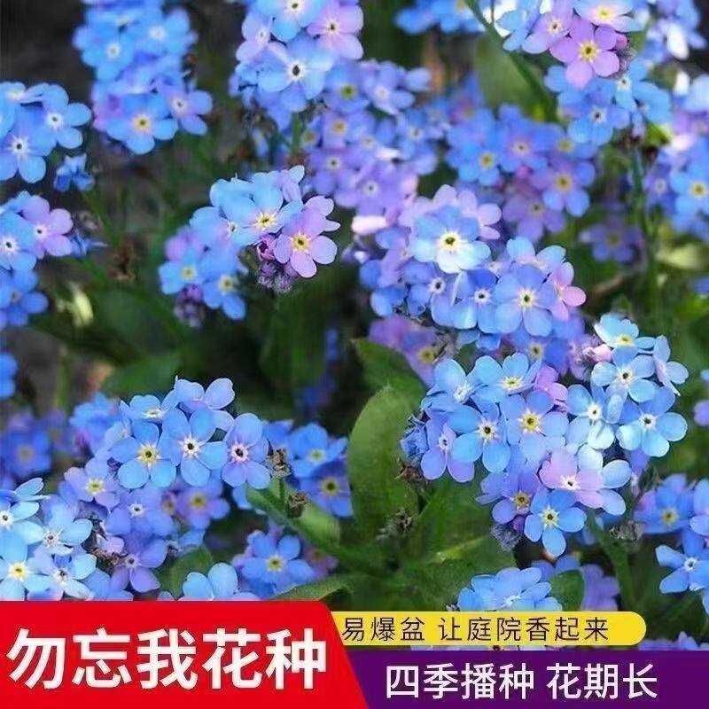 勿忘草种子情人草小巧秀丽风流草蓝布裙求偶草倒提壶勿忘我种子