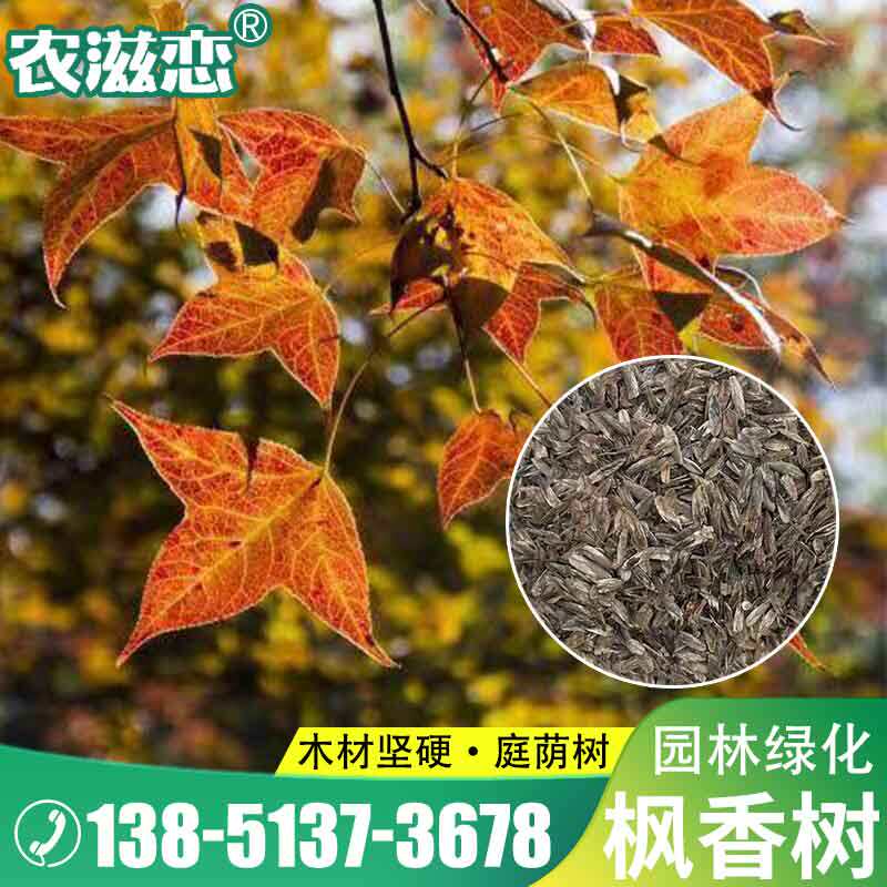 枫香树种子行道树园林绿化木风景树苗美国北美枫香树种子林木种子