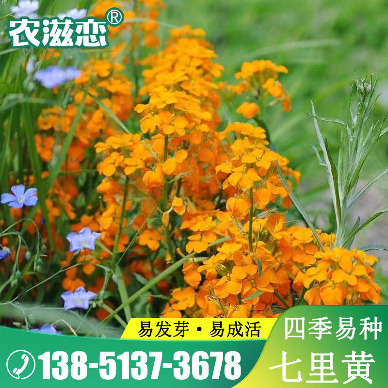 七里黄种子秋冬季播种花卉七里黄种子工程绿化耐寒黄色花海植物籽