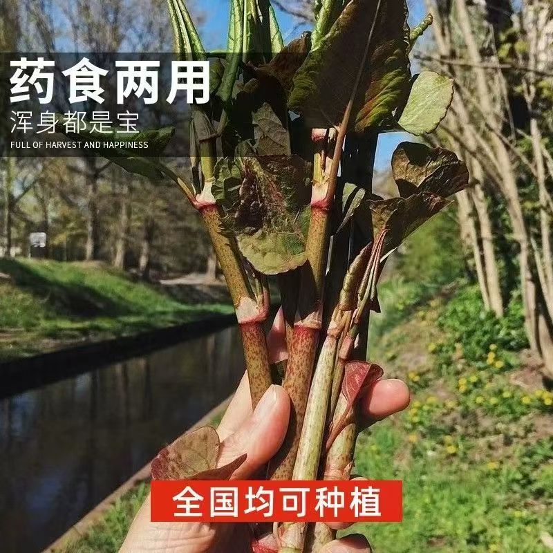 虎杖种子当新采虎杖种子名贵中药材种子虎杖净种子 野生虎杖种子