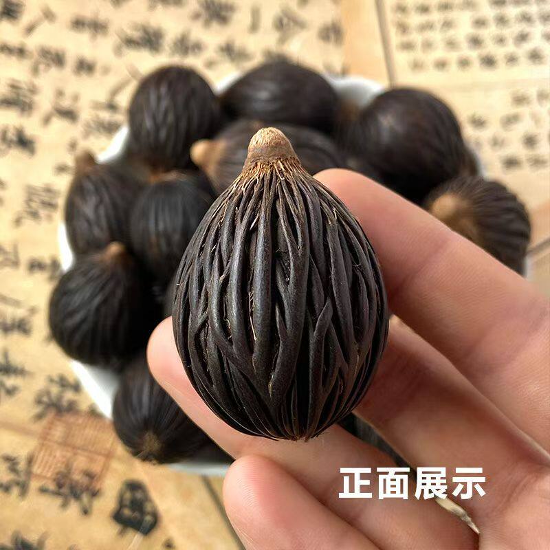 狐尾椰子种子林木多年生景观绿化