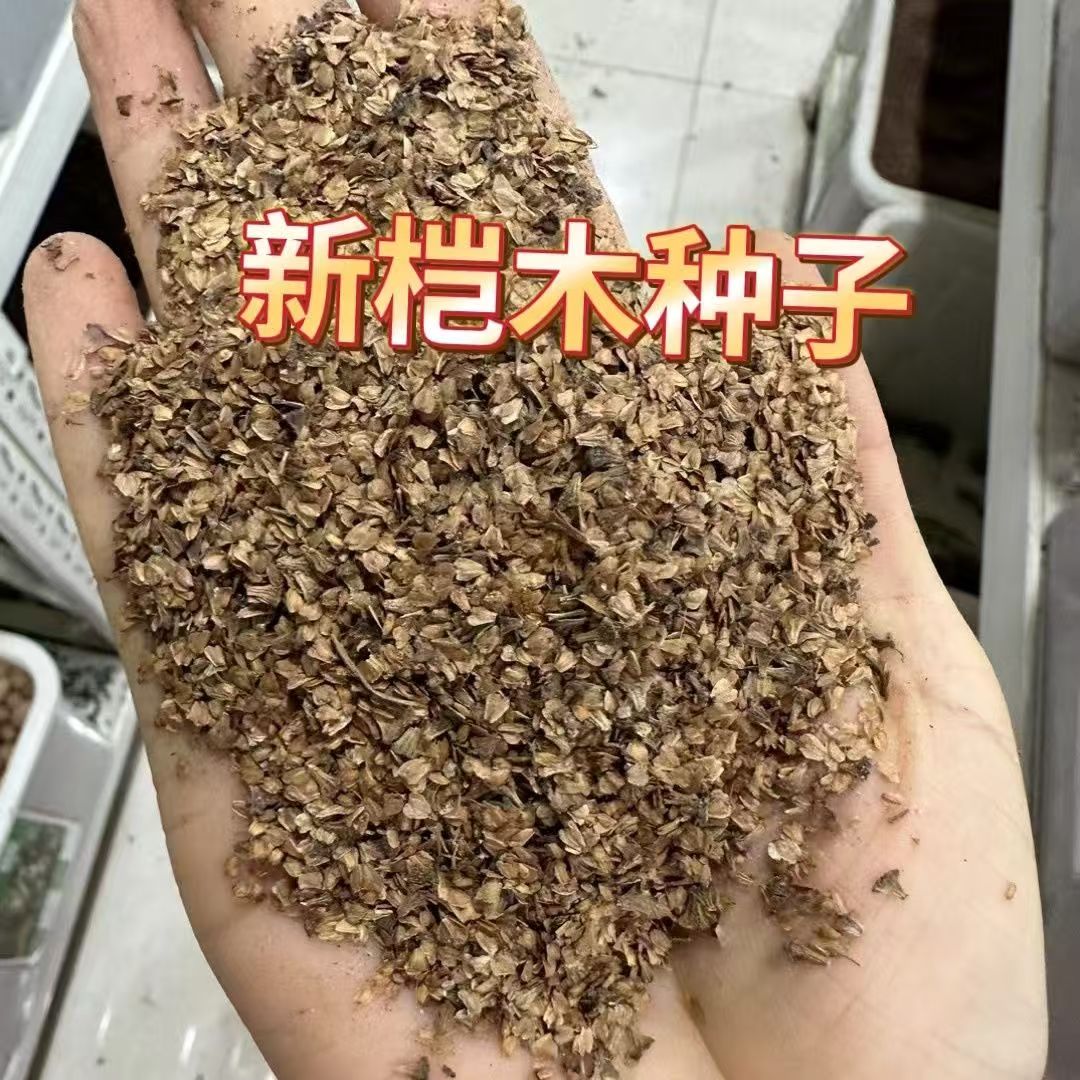 桤木种子多年生工程绿化观叶种孑