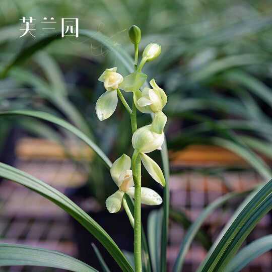 洛阳素荷建兰素心荷瓣带花苞兰花苗室内桌面好养绿植盆栽