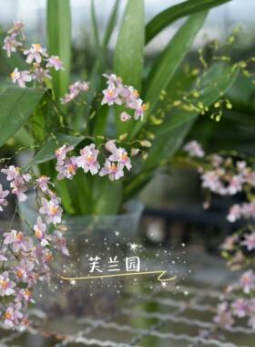 兰花苗文心兰带花苞发货盆栽水培植物梦香兰奶香室内桌面绿植花卉