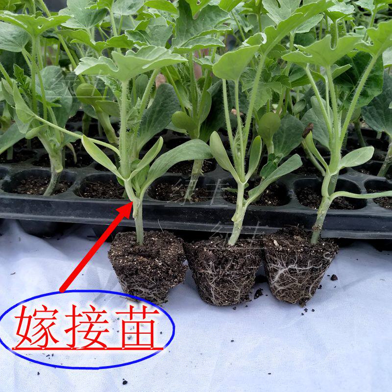 天山早佳8424嫁接西瓜苗秧小兰黑美人冰糖子麒麟西瓜盆栽蔬菜秧苗