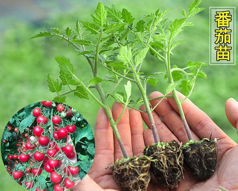 番茄苗秧秋季菜苗蔬菜苗西红柿番茄圣女果苗种苗阳台盆栽四季