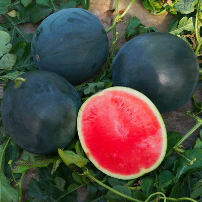 无籽西瓜种子种籽苗秧孑黑皮南方超甜特大高产无子水果 秧苗