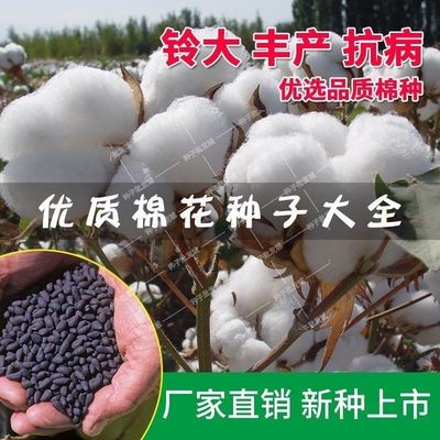 新疆棉花种子 高产懒汉千斤王大田种植抗虫抗病抗重茬懒汉棉花籽