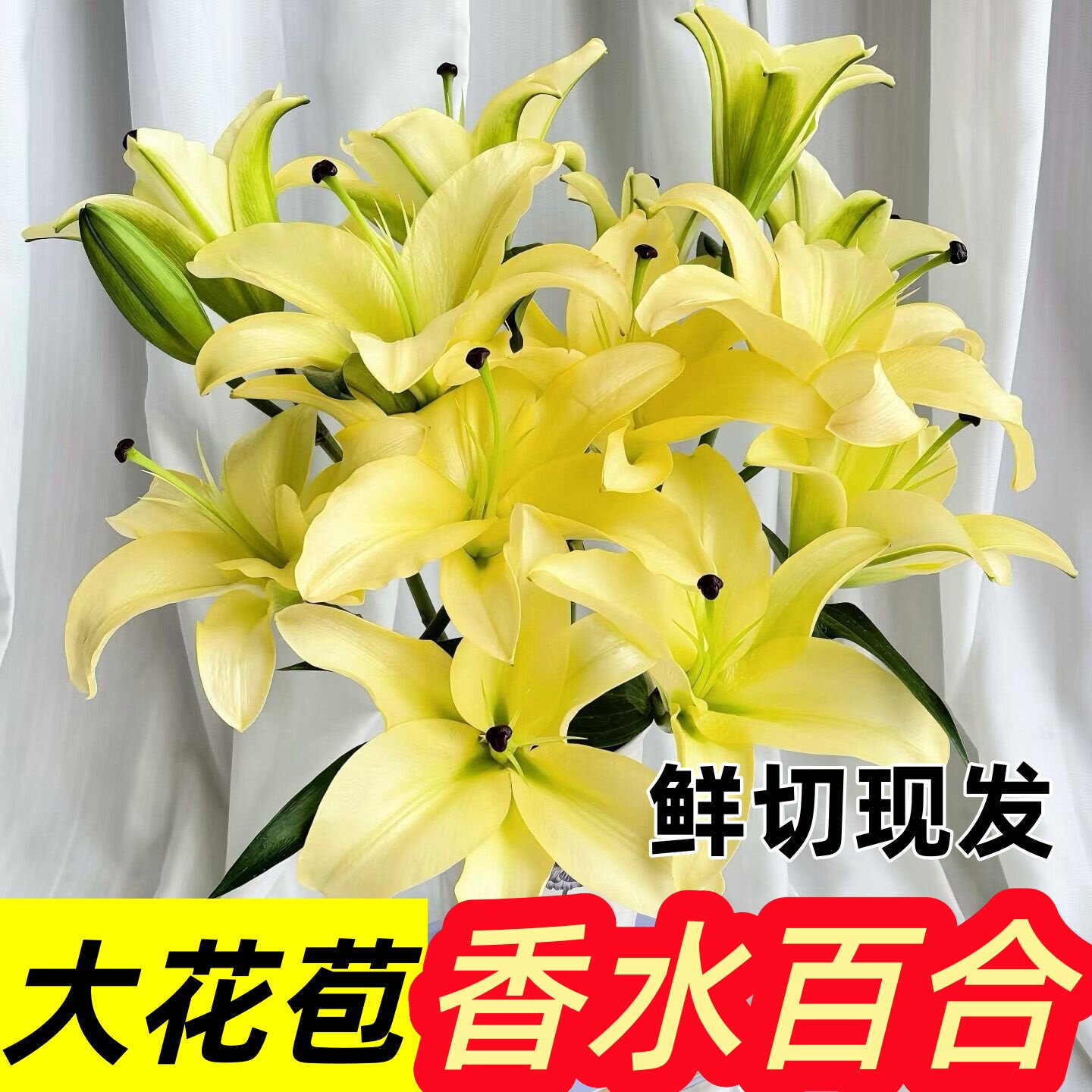 百合花鲜花云南基地直发水培多头香水百合花期长好养昆明基地花卉