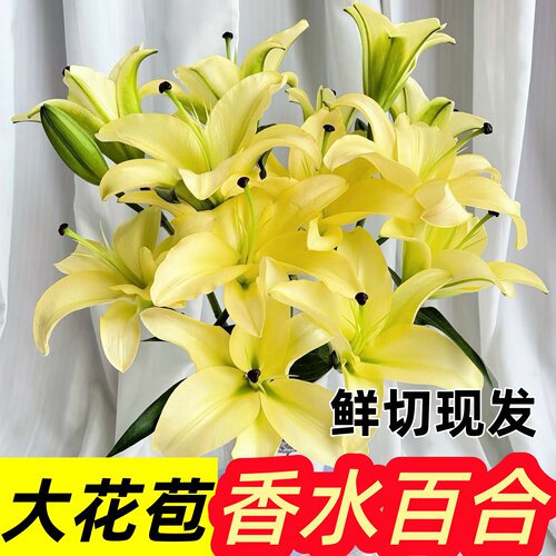 直批鲜切花家用水养插花香水百合