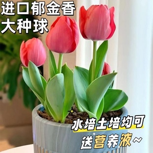 进口郁金香大种球土培水培开花种子球阳台耐寒花卉冬季盆栽苗百合