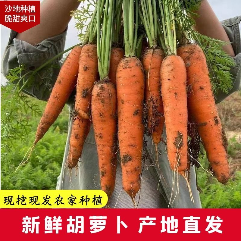 沙地生吃应季蔬菜水果营养现挖