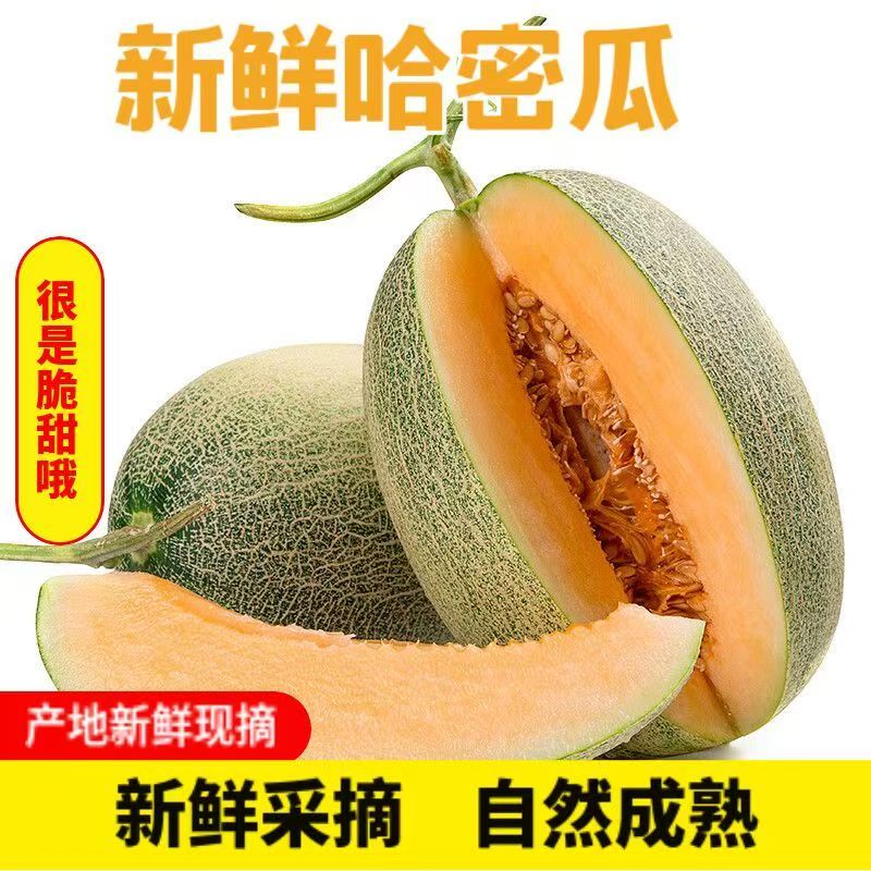 山东哈密瓜新鲜水果当季正宗西州蜜网纹蜜瓜整箱甜瓜包邮