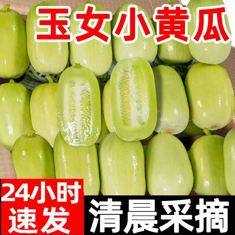 山东水果黄瓜玉女黄瓜拇指黄瓜清脆爽口新鲜自家种植绿色蔬菜