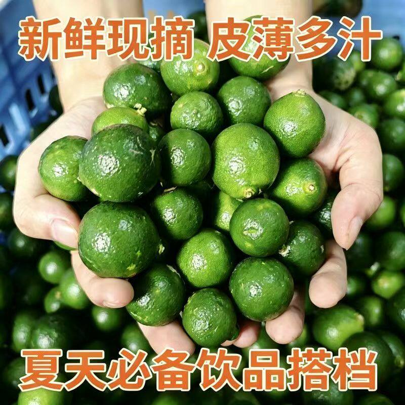 金桔正宗小青桔新鲜多汁香水小金桔柠檬奶茶店专用现摘小青橘批发