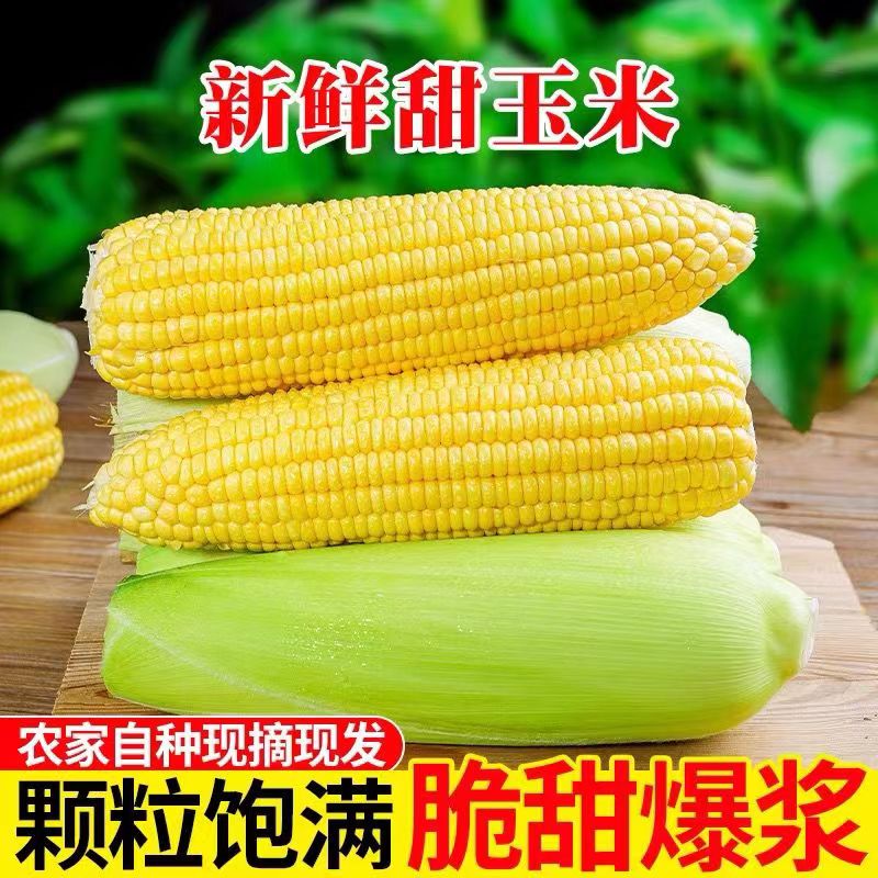 黄金水果玉米新鲜现摘当季生吃甜糯玉米粘棒子苞谷米蔬菜包邮