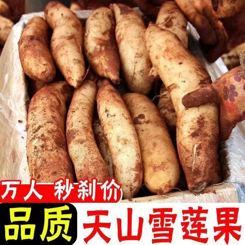 云南雪莲果新鲜水果当季红心脆甜雪莲果整箱包邮天山雪莲果