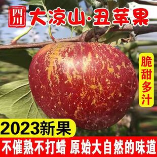 2025正宗四川大凉山丑苹果冰糖心盐源泸沽湖糖心苹果新鲜水果整箱