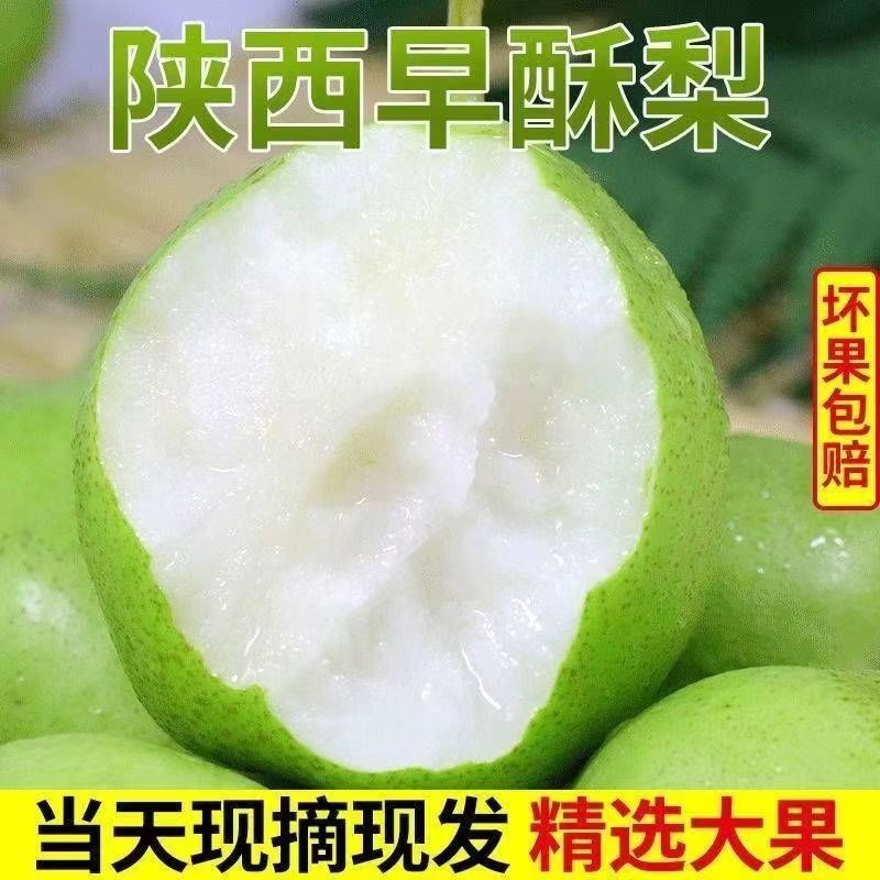 陕西早酥梨新鲜梨子当季水果现摘水晶梨青皮脆梨雪梨蜜梨整箱包邮