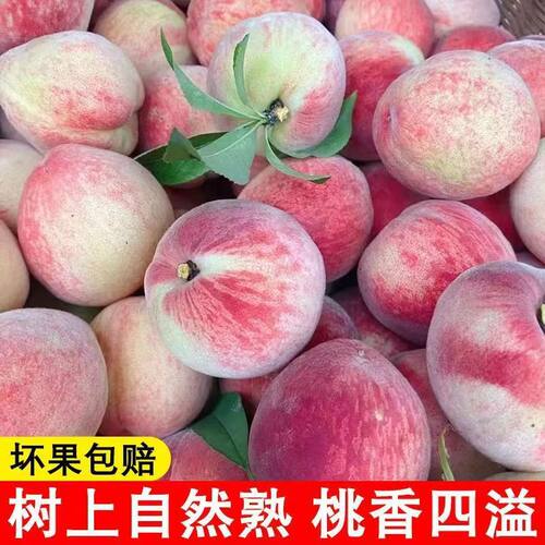 现摘脆甜毛桃鲜甜甜桃新鲜应季当季水果整箱包邮孕妇可食产地