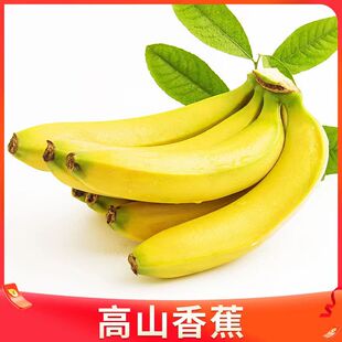正宗高山香蕉威廉斯绿皮香蕉产地现摘现发自然熟新鲜应季 水果5斤