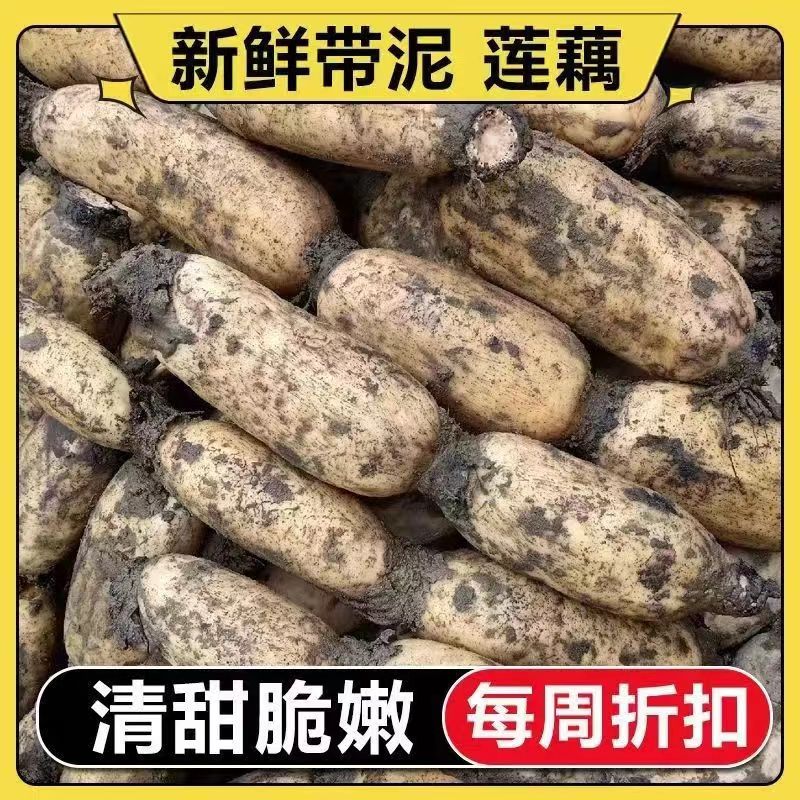 湖北莲藕粉藕襄阳农家自种堰塘面藕加炒菜脆藕现挖现发