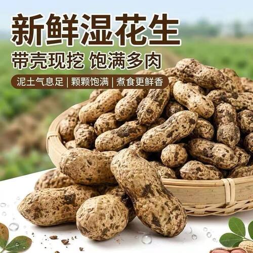 新鲜带壳湿花生现挖现发带泥土可水煮农家自种山东大花生