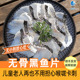 免浆 新鲜活鱼现切 儿童老人适合 无骨无小刺黑鱼片 商用批发海