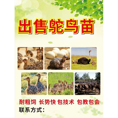 出售鸵鸟广告海报定制人工养殖鸵鸟肉广告背胶防水防晒养殖家禽