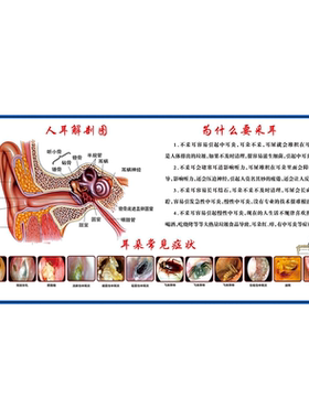 双耳解剖图耳朵的构造图耳部结构图听力损失分级中英文医学挂图