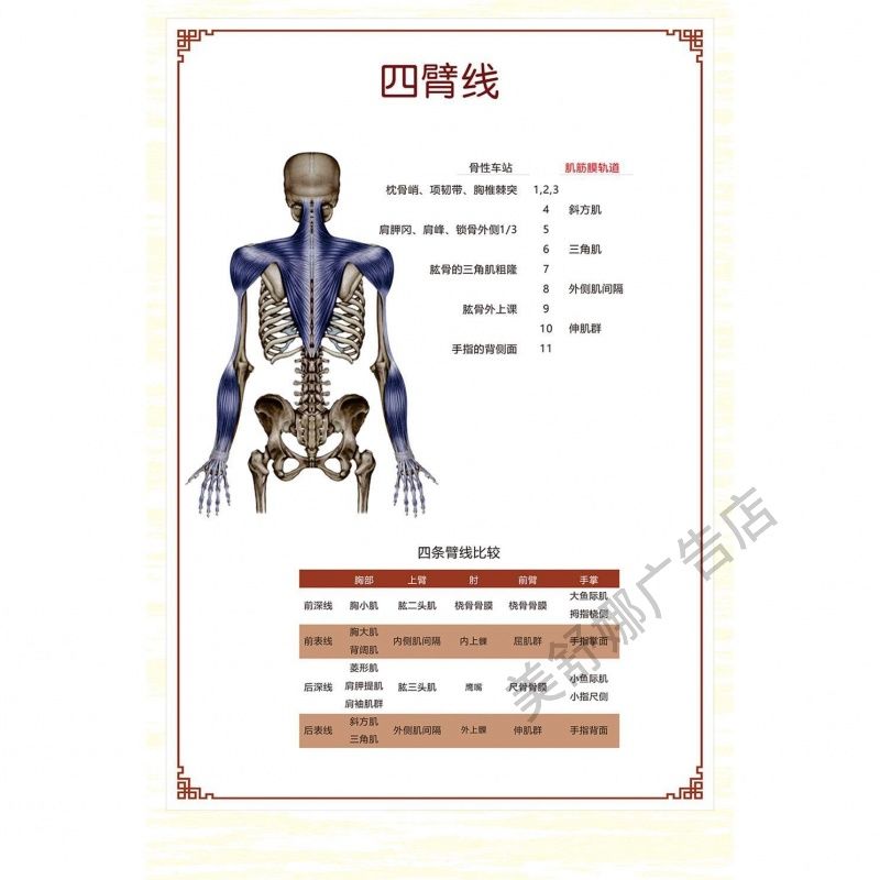 定制人体筋膜示意图筋膜链推拿塑封海报画室内肌肉骨骼定制结构图