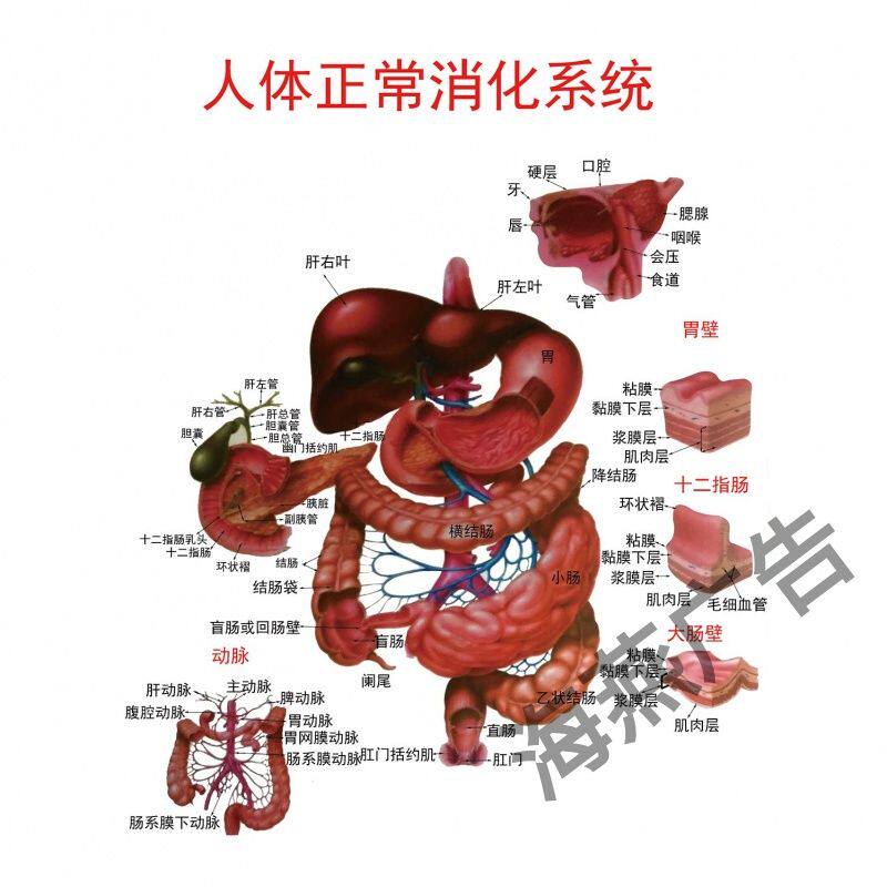 医院挂图诊所人体消化系统挂图解剖图示意图海报教学内科消化道医