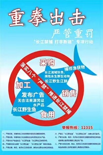 长江禁捕打非断链严禁非法捕捞捕鱼禁止牌海报印定制展板