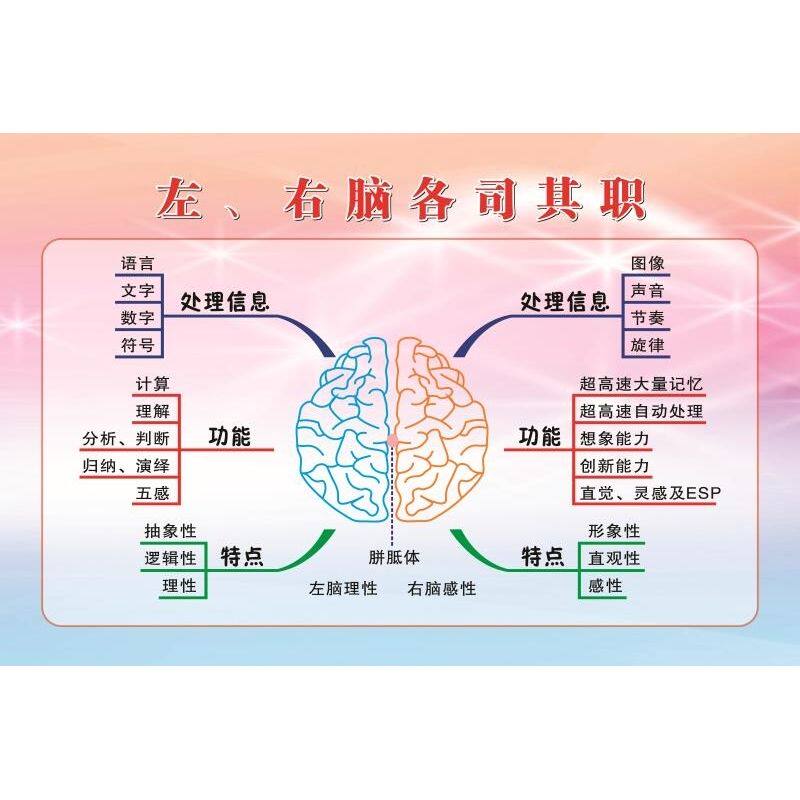左、右脑各司其职 海报 左右脑功能图 装饰画 左脑理性 右脑感性