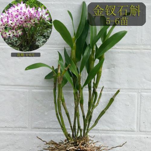 小丛金钗云南赤水小苗盆栽石斛霍山铁皮新鲜大丛盆景兰花种苗红花