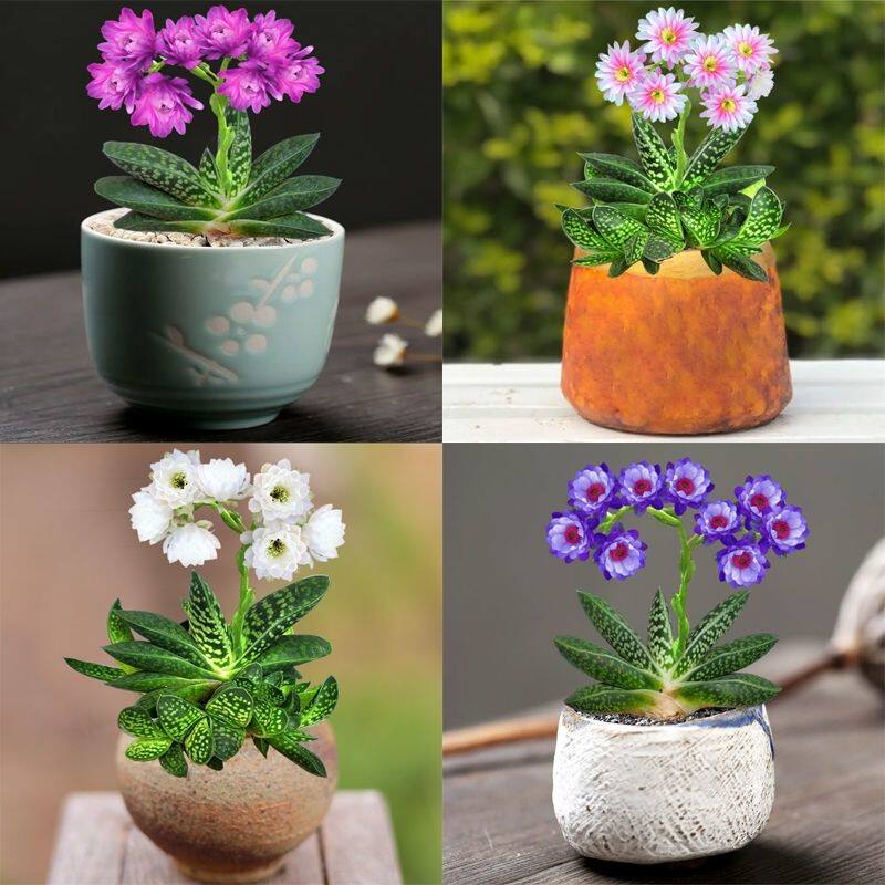 新品子宝多肉植物元宝花室内桌面防辐射办公室桌面绿植花卉盆栽