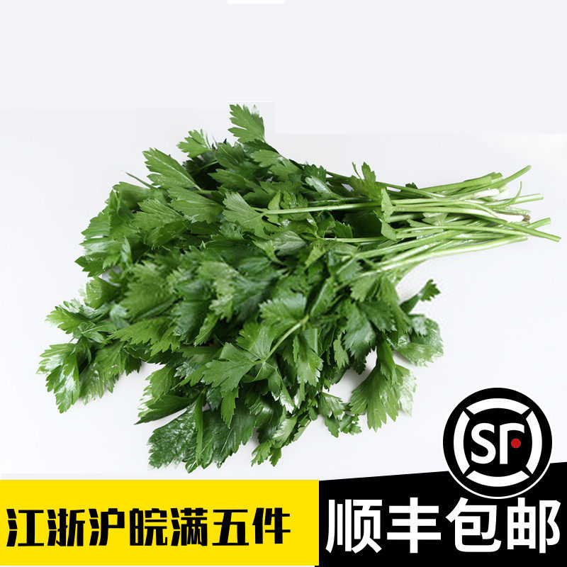 新鲜意大利芹菜欧芹香芹250g西餐parsley平叶巴西利香料盘饰芹