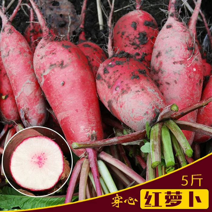 Свежий сердце-скорый сердце, сердце, кожа из карамельного красного фиолетового цвета с ценником фермерской моркови, сейчас вытягивает почву сладкую и хрустящую, слегка острый Продукты по специализации Сюйчжоу