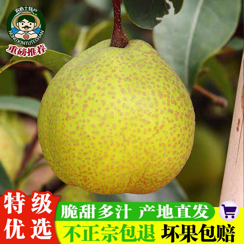 梨梨子,(第5页)_大山谷图库