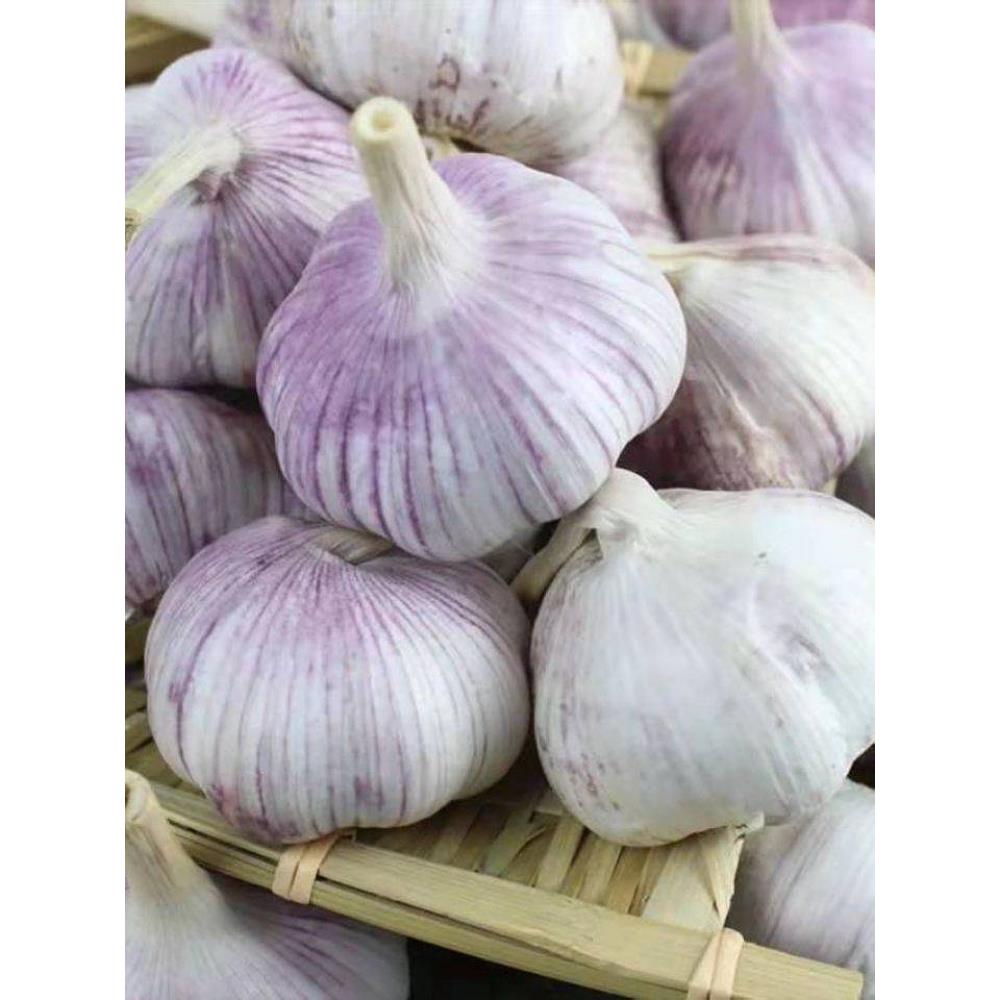 大蒜头 干蒜5斤河南本地正宗杞县紫皮大蒜农家种籽新鲜干大蒜10