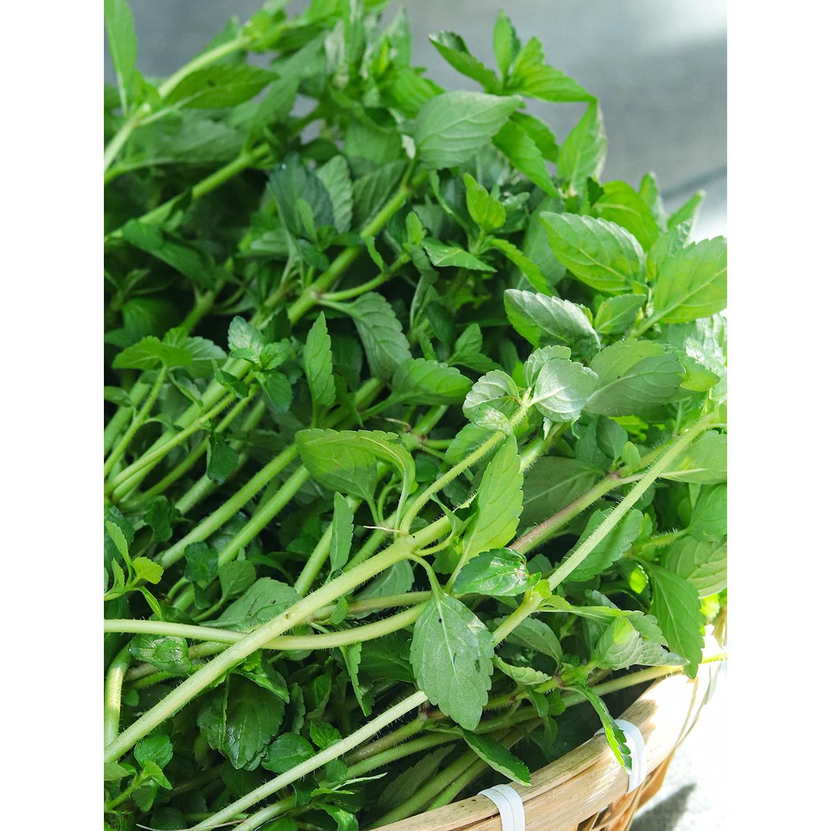 云南德宏傣族调料新鲜蔬菜香嫩水薄荷水香菜500g凉拌香料新鲜香菜