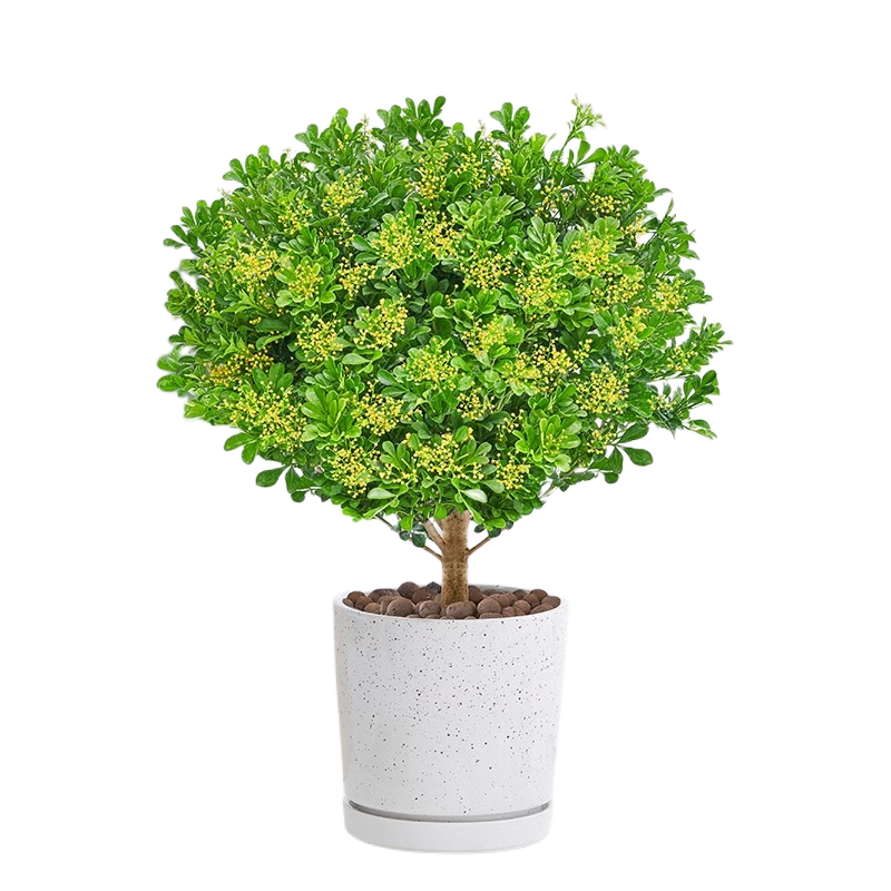 香水卧室兰花绿植四季